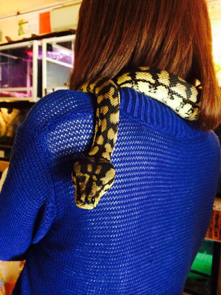 Illustration for article titled A Look Inside Japan's Reptile Cafes